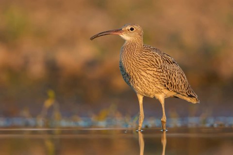 Eurasian Curlew (Numenius arquata) foraging, Poland