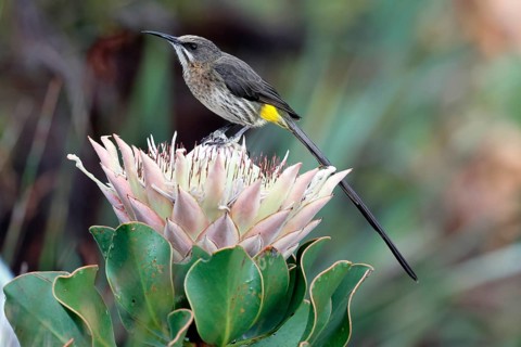 Cape Honeybird (Promerops cafer), adult, male, on flower, Protea, vigilant, Kirstenbosch Botanical
