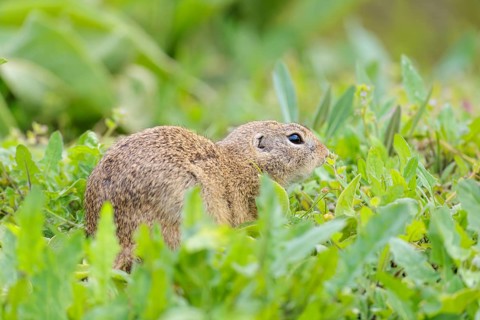 An adult ground squirrel (Spermophilus citellus) eats leaves and flowers on a cloudy day in a green