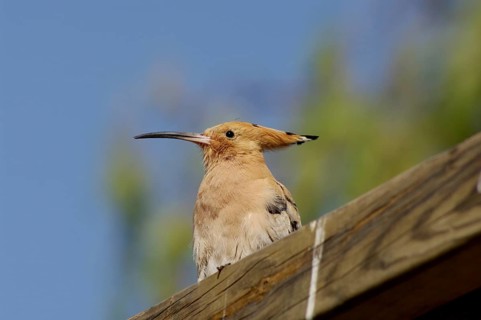Hoopoe (Upupa epops), beak, feathered cap, portrait, Gran Canaria, Spain, close-up of the hoopoe