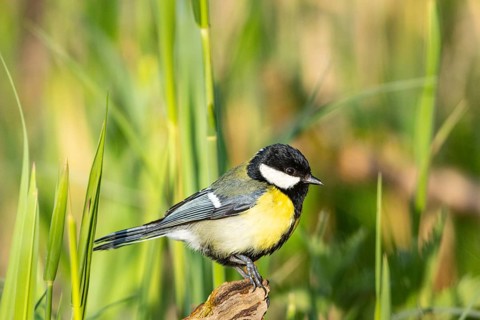 Great tit (Parus major) Germany