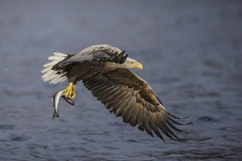 White-tailed Eagle (Haliaeetus albicilla) flying, Nord-Trondelag, Norway