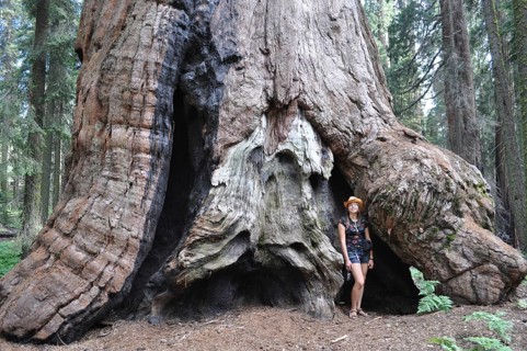 A person stands fascinated in front of a massive, ancient sequoia, giant sequoia (Sequoiadendron