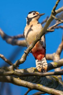 Great spotted woodpecker (Dendrocopos major) in a walnut tree, Baden-Württemberg, Germany