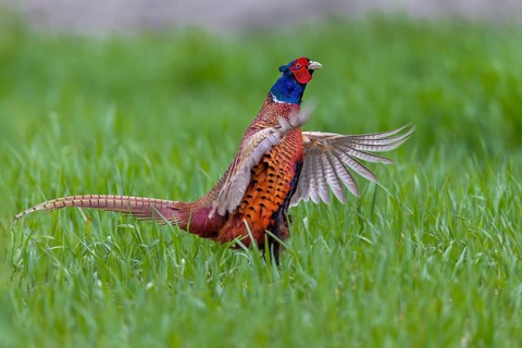 The powerful wing beats of mating pheasant cocks (Phasianus colchicus) often lift them off the