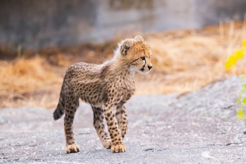 Cheetah (Acinonyx jubatus) youngster walking on a rock, captive, occurrence Africa