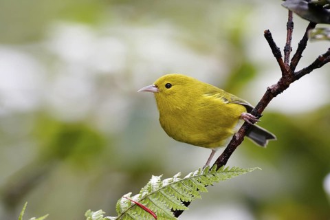 Anianiau, Magumma parva, Hawaiian Honeycreeper