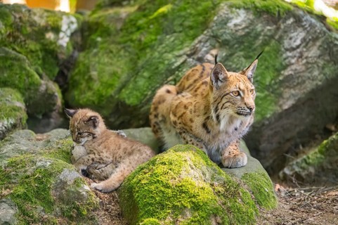 Eurasian lynx (Lynx lynx) mother with her youngsters (cubs) lying on a rock in a forest, Bavaria,