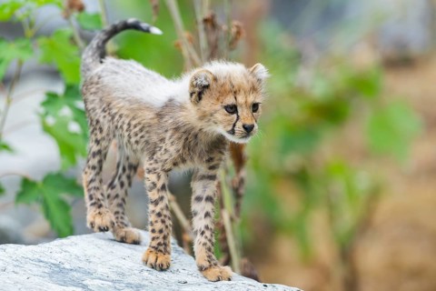 Cheetah (Acinonyx jubatus) youngster standing on a rock, captive, occurrence Africa