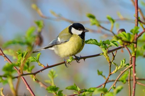 Great tit sitting on a sunny branch, surrounded by green foliage, Great tit (Parus major), spring,