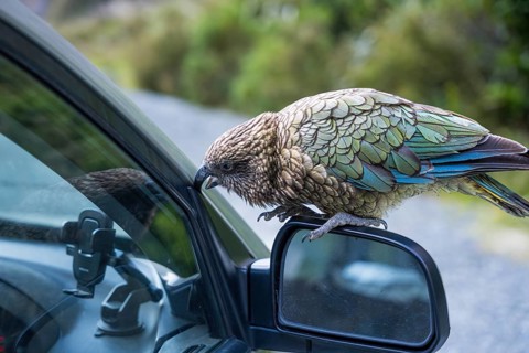 A Kea sits on a car's exterior mirror and nibbles on the rubber seal. Milford Road, Fiordland