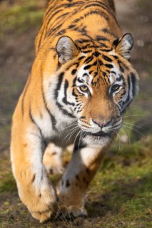 Siberian tiger (Panthera tigris tigris) walking in a forest, captive, incidence in Russia and
