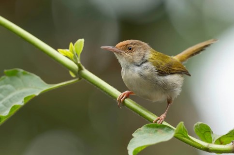 Common Tailorbird (Orthotomus sutorius) perched in a leafy tree, Sreepur, Gazipur, bangladesh