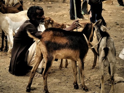A man sits on the ground and interacts with goats (caprae) at an animal market, Ethiopia