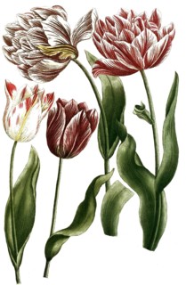 Botany, plants, tulipa, tulips, variations