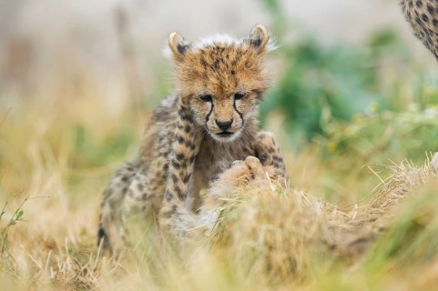 Cheetah (Acinonyx jubatus) youngsters playing with each other, captive, occurrence Africa