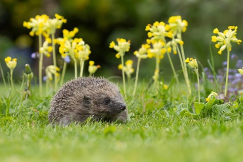 European hedgehog (Erinaceus europaeus) adult animal on a garden grass lawn with Cowslip flowers in