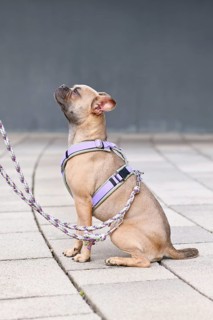 Side view of blue fawn French Bulldog with long healthy nose and tail wearing a dog harness with