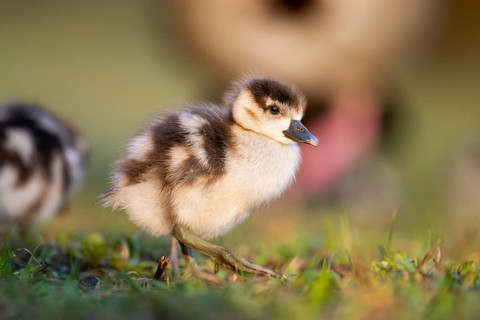 Egyptian goose (Alopochen aegyptiaca) cute chicks on a meadow at the shore of a lake, Bavaria,