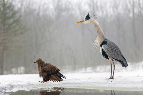 Grey heron (Ardea cinerea) and common buzzard (Buteo buteo) Heron, hunting, winter with ice and
