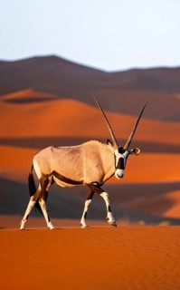 Oryx gazella, oryx antelope walking in front of the red sand dunes of the Namib Desert, Sossusvlei