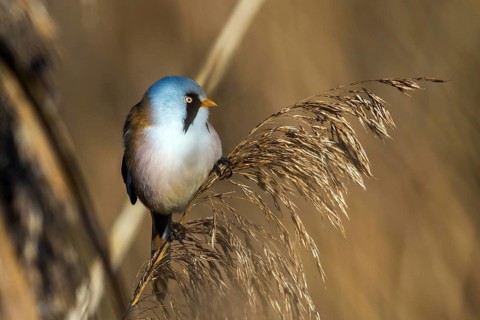 Bearded tit sitting on reed stalk, (Panurus biarmicus), Federsee lake, Baden-Württemberg, Federal