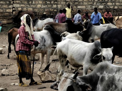 A man stands next to his cows (bos) at a busy cattle market, Ethiopia