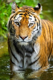 Siberian tiger (Panthera tigris tigris) walking in a lake, captive, Germany
