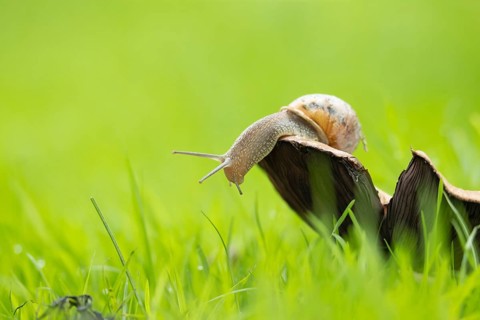 Garden snail (Helix aspersa) adult gastropod molluscs on a fungi in a garden grass lawn in summer,