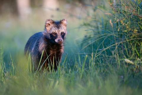 Raccoon dog (Nyctereutes procyonoides) looking curiously at a forest clearing, portrait, Podlaskie