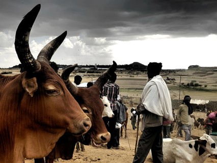 Cattle (bos) and people in a wide field under a dramatic sky, cattle market in Ethiopia