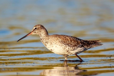 Spotted Redshank (Tringa erythropus) foraging, Lesvos, Greece