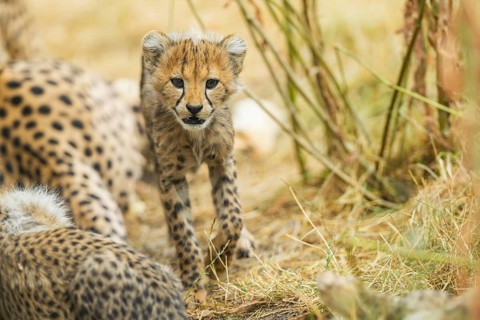 Cheetah (Acinonyx jubatus) youngster walking on a meadow, captive, occurrence Africa