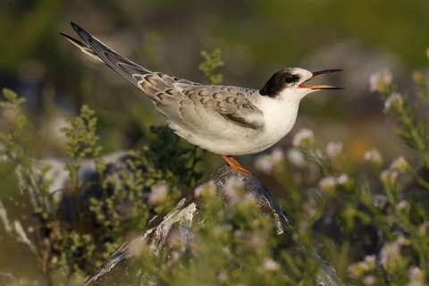 Common Tern (Sterna hirundo) juvenile, Lower Saxony, Germany