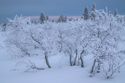 Frost-covered birch trees, Saariselkä, Lapland, Finland, January 2025