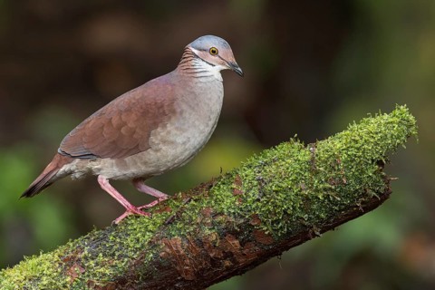 White-throated Quail-Dove (Geotrygon frenata) perched on a branch in Colombia, South America