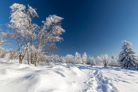 Sunny winter landscape with snow-covered trees, bushes, trails and branches covered with hoarfrost