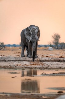 African elephant (Loxodonta africana), adult male, drinking at a waterhole, at sunset, Nxai Pan