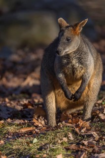 One swamp wallaby (Wallabia bicolor) next to a bush in early morning light