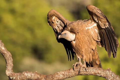 Griffon Vulture (Gyps fulvus) perched on a tree branch, Andalusia, Spain