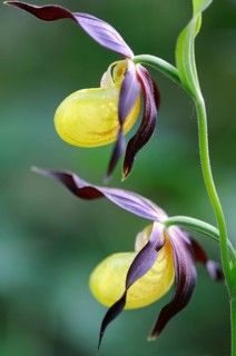 Lady's slipper (Cypripedium calceolus), Emsland, Lower Saxony, Germany