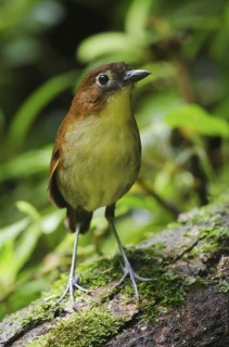 DdYellow-breasted Antpitta (Grallaria flavotincta), Pichincha, Ecuador