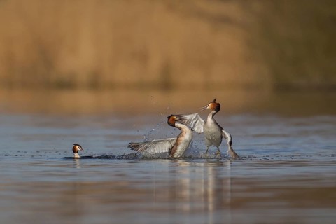 Great crested grebe (Podiceps cristatus) two adult male birds fighting on a lake with a female bird