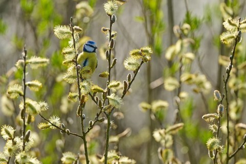 Blue tit hiding between flowering branches in a spring-like ambience, blue tit (Cyanistes