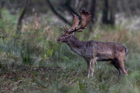 The rut has taken a lot of energy and the fallow deer's (Dama dama) weight loss can be seen