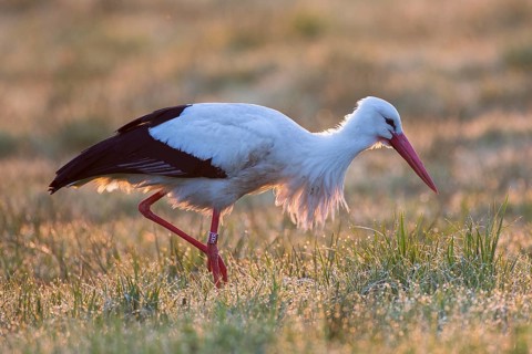 White Stork (Ciconia ciconia) foraging, Mecklenburg-Western Pomerania, Germany