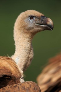 Griffon Vulture (Gyps fulvus), head portrait at feeding site, Picos de Europa, Spain