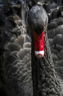 Black swan (Cygnus atratus) (Anas atrata) swimming in pond, large waterbird native to Australia