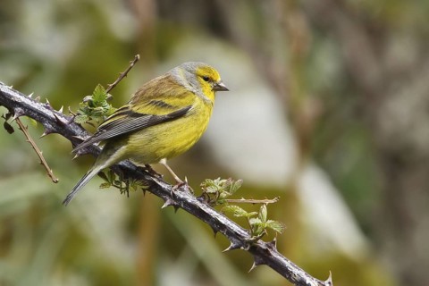 Corsican Finch (Carduelis corsicana) male, Corsica, France