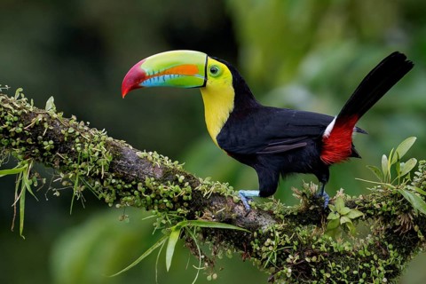 Keel-billed Toucan (Ramphastos sulfuratus) perched on a branch in Costa Rica